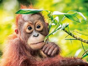 Tiere und Pflanzen im Regenwald kennenlernen Ein junger Orang Utan im Regenwald