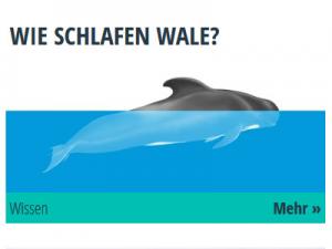 Wie schlafen Wale? Ein Wal zur Hälfte im Wasser und zur Hälfte an der Oberfläche