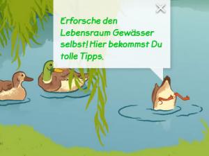 Enten beim Wildtierfreund Ein Teich mit drei Enten, eine taucht